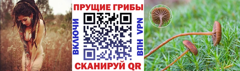 купить наркотик Олонец Псилоцибиновые грибы Magic Shrooms
